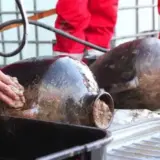 Груз с самого древнего затонувшего корабля найден у берегов Израиля