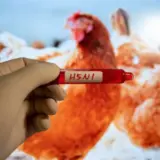 Птичий грипп – симптомы, как именно распространяется вирус