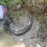 Бивень колумбійського мамонта знайдено в Міссісіпі