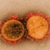 SARS-CoV-2 – яка мутація сприяє ураженню мозку