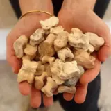 Древнегреческая игра из костей найдена в Израиле