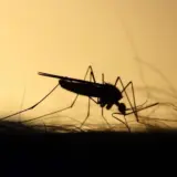 Вірус Західного Нілу – як можна заразитися