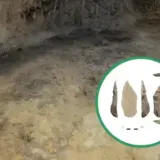 Наконечник списа якому понад 50 тисяч років знайдено в Іспанії