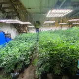 Сім’я створила мережу конопляних ферм у трьох областях України