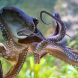 Восьминоги можуть замінити людей на Землі, коли зникне людство