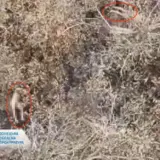 Розстріл українських полонених – окупанти стратили полонених ЗСУ на Покровському напрямку