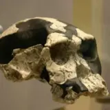 Древние люди с гигантскими головами жили более 100 000 лет назад.