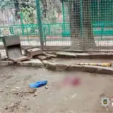 В Одессе леопард напал на человека