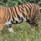 У Непалі не знають, що робити з тиграми, що розплодилися.