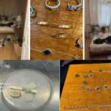 У Києві затримали банду злодіїв