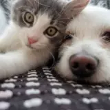 Кошки — есть ли у них друзья