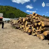 Чорних лісорубів затримали на Закарпатті