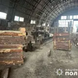 Схему розкрадання лісу виявили на Волині