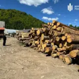 Черные лесорубы срубили деревьев на 12 миллионов