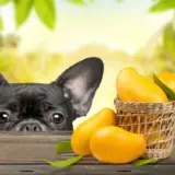 Які ягоди та фрукти корисні та небезпечні для собак