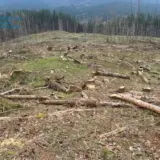 Чорні лісоруби вирубали дерев у Карпатах на 55 мільйонів