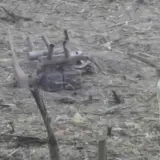 Атака дронів – російські дрони атакували Польщу