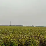 В Україні продавали радіоактивний урожай