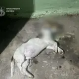 В Киеве женщина выбросила собаку с пятого этажа