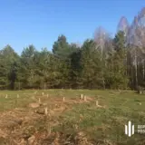 На Киевщине вырубили ценных деревьев на миллион гривен