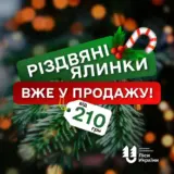 Ціни на ялинки – цього року планується реалізувати близько 140 тисяч хвойних дерев.