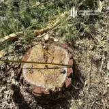 На Львовщине выявили масштабные незаконные рубки почти на 10 миллионов