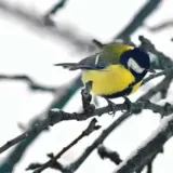 Наприкінці лютого в Україні похолодає – Укргідрометцентр