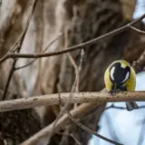 Погода в Україні 1 березня – Укргідрометцентр прогнозує тепло вдень