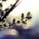 Погода в Украине 7 и 8 марта – Укргидрометцентр обещает настоящую весну в выходные