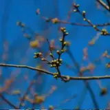 З 30 березня в Україні похолодає та зарядять дощі – Meteoprog