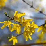 Погода в Україні 4 та 5 квітня – синоптик Діденко прогнозує теплі вихідні