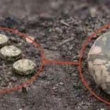 Рашисти мінують Херсон новими мінами
