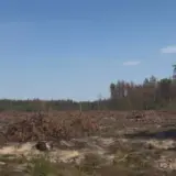 На Львовщине незаконно вырубили леса на 100 миллионов